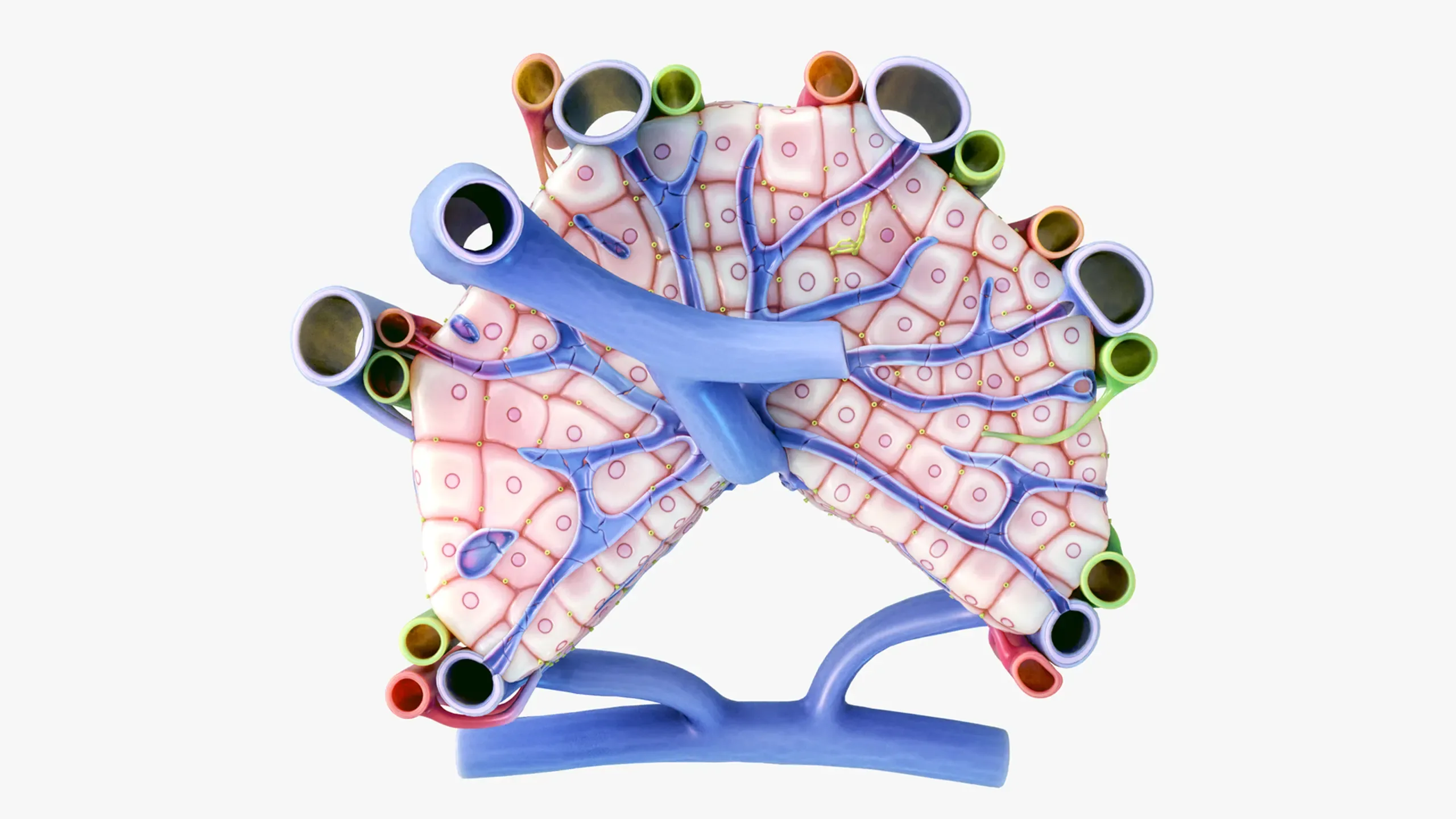 Microscopic Anatomy of Liver