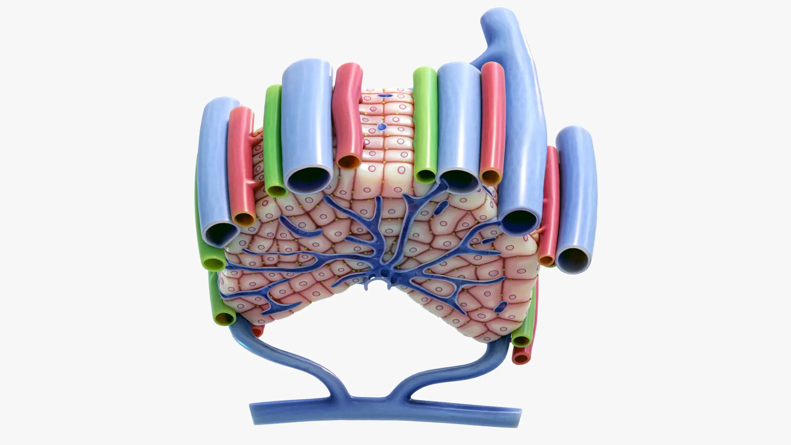 Microscopic Anatomy of Liver