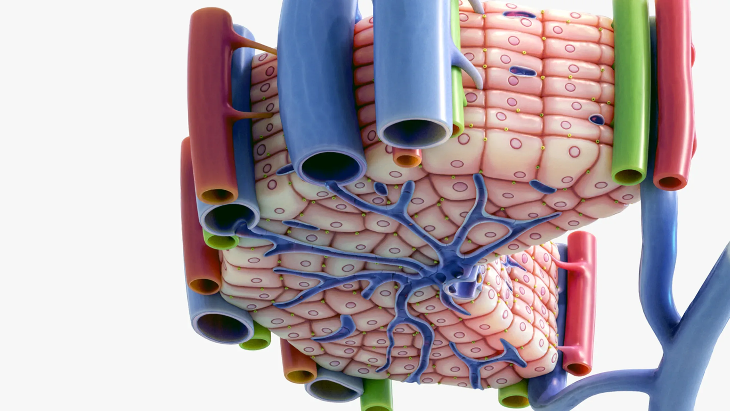 Microscopic Anatomy of Liver