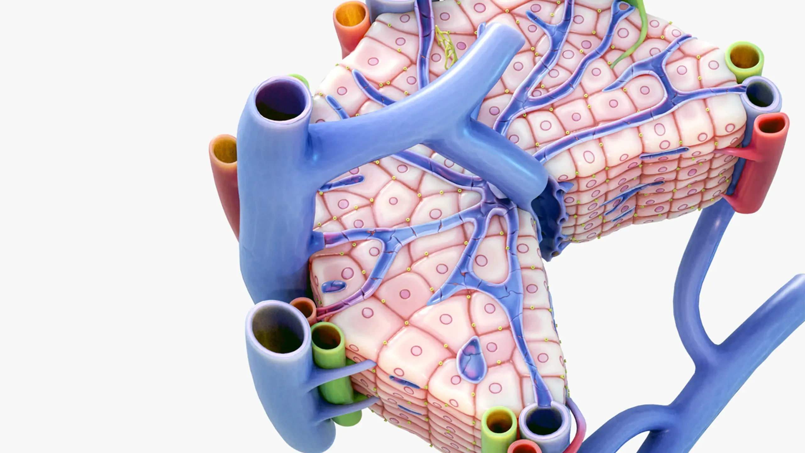 Microscopic Anatomy of Liver