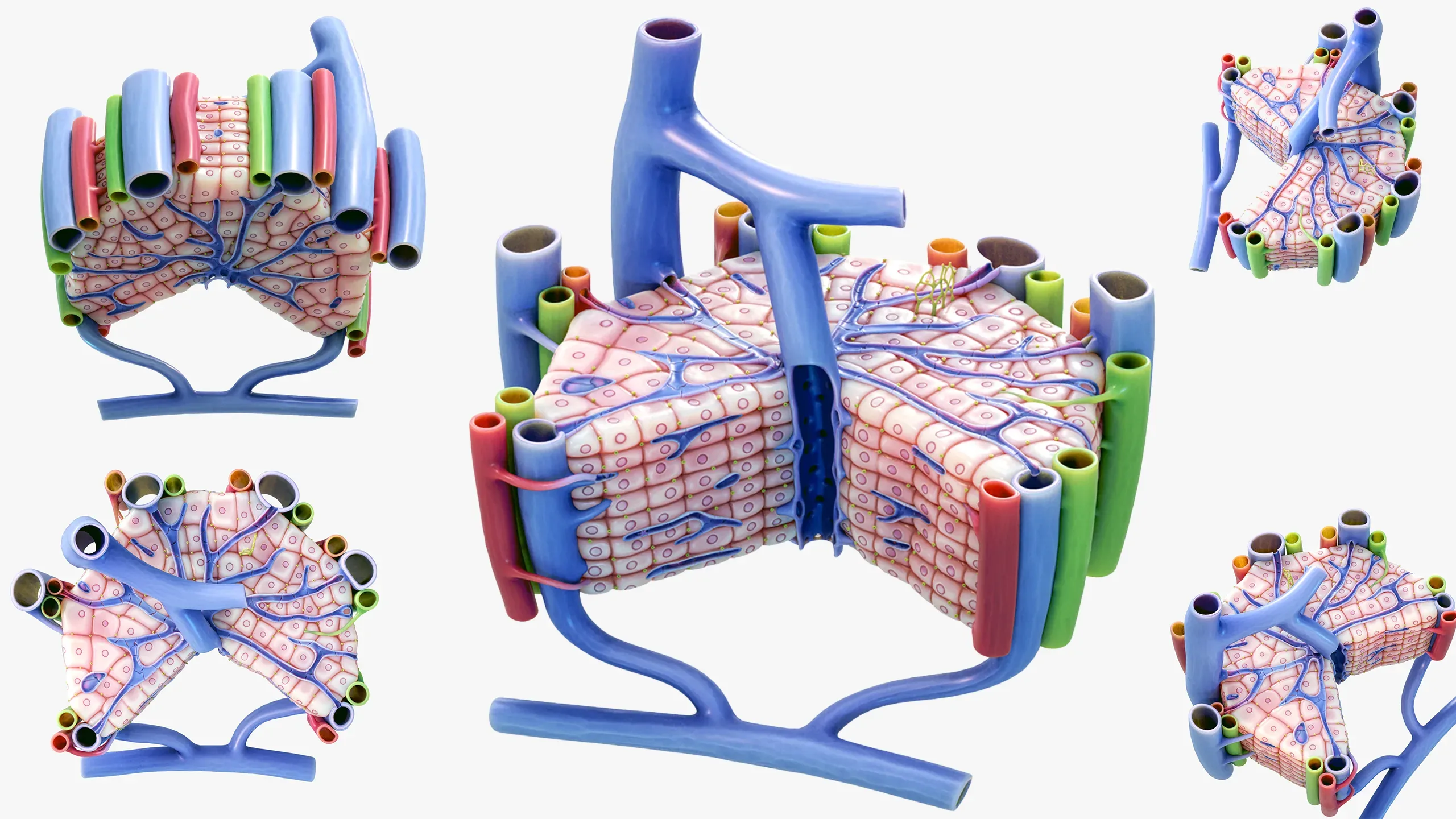 Microscopic Anatomy of Liver