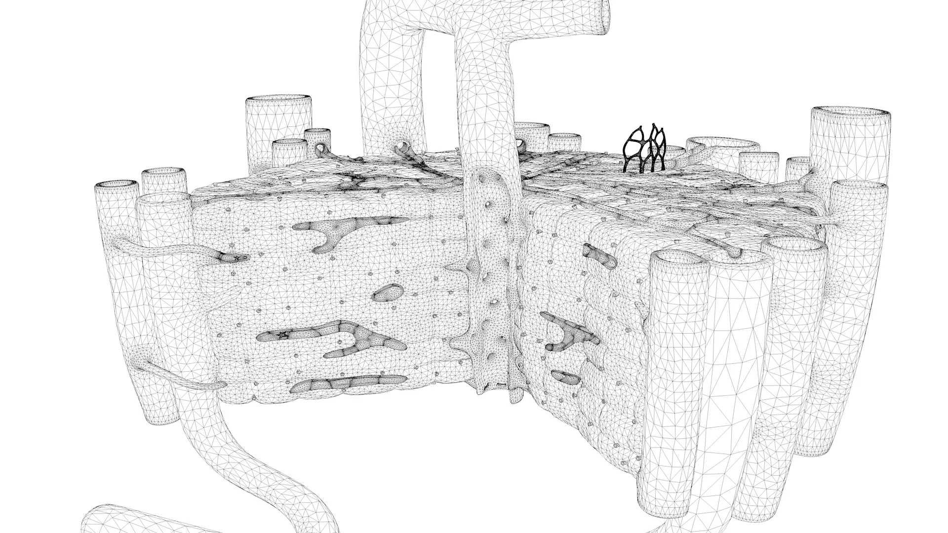 Microscopic Anatomy of Liver