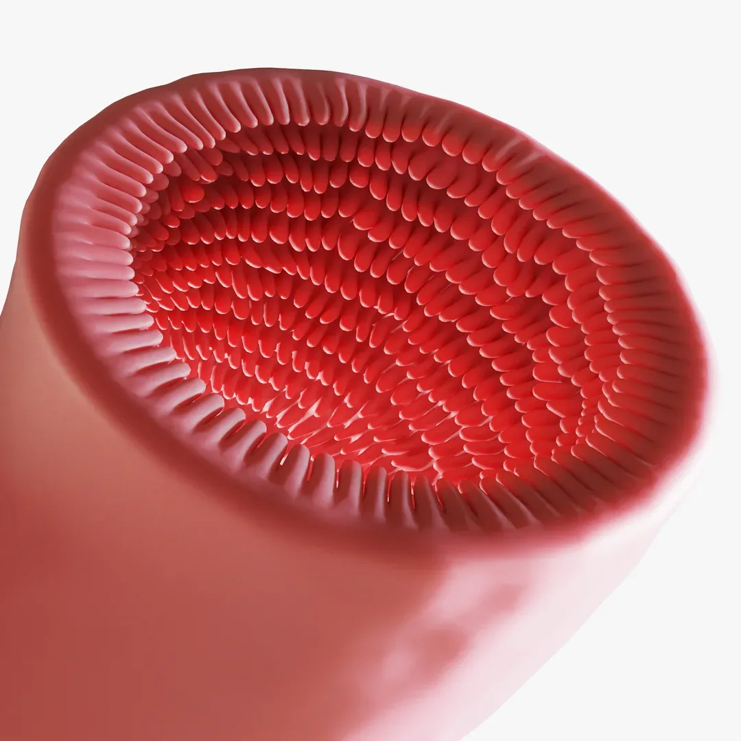 Intestinal villi Animation