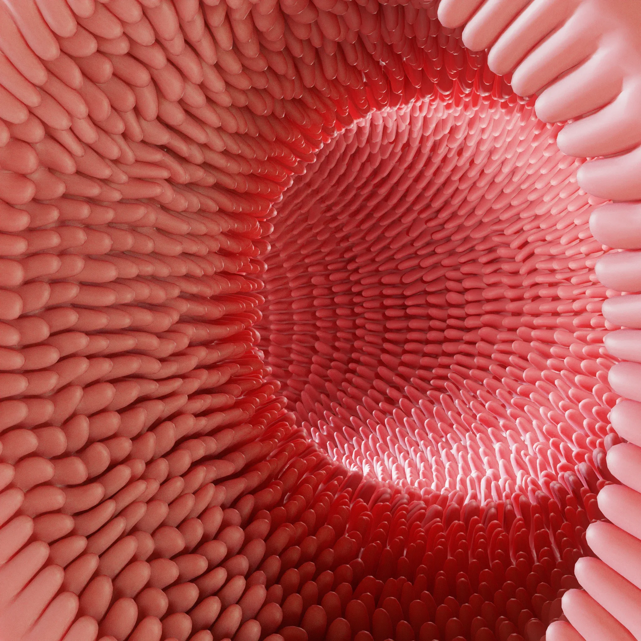 Intestinal villi Animation