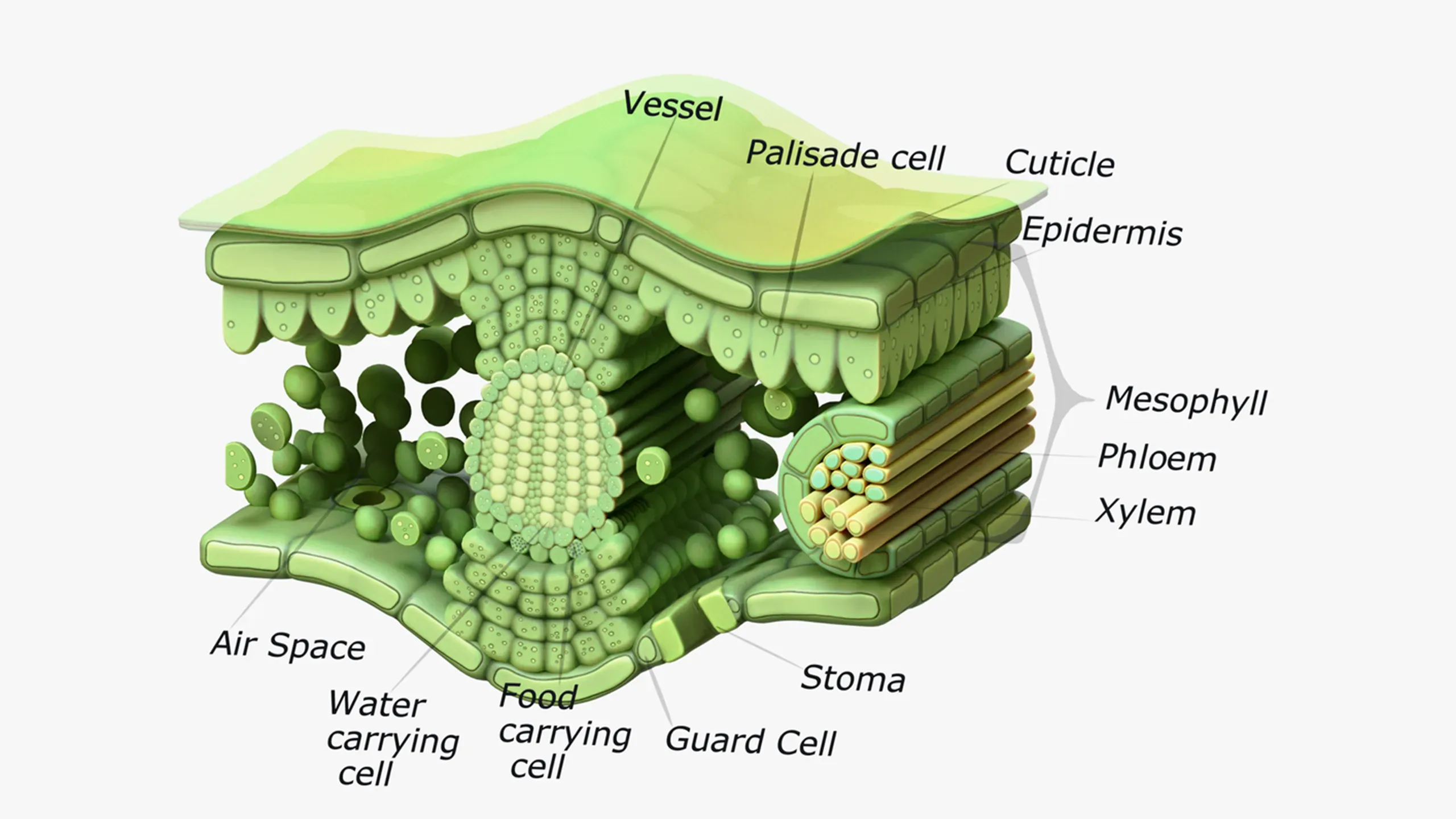 3D model Leaf Cross Section Anatomy