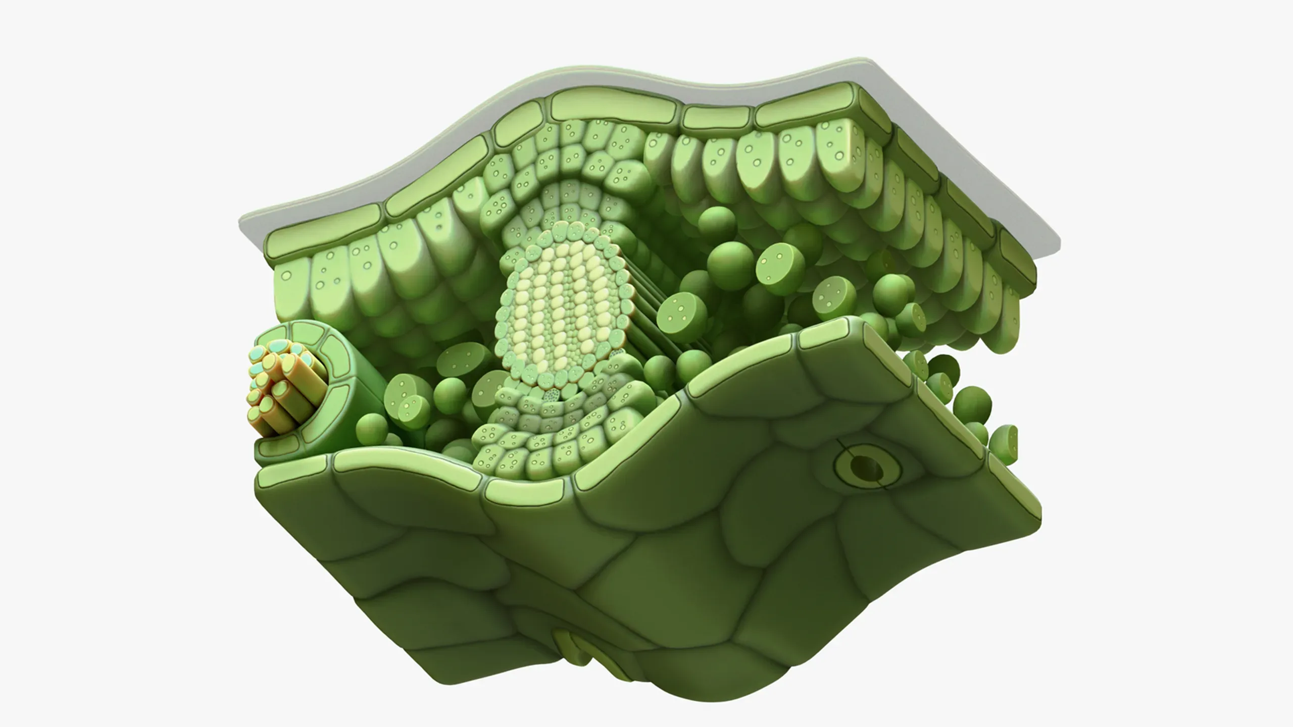 3D model Leaf Cross Section Anatomy