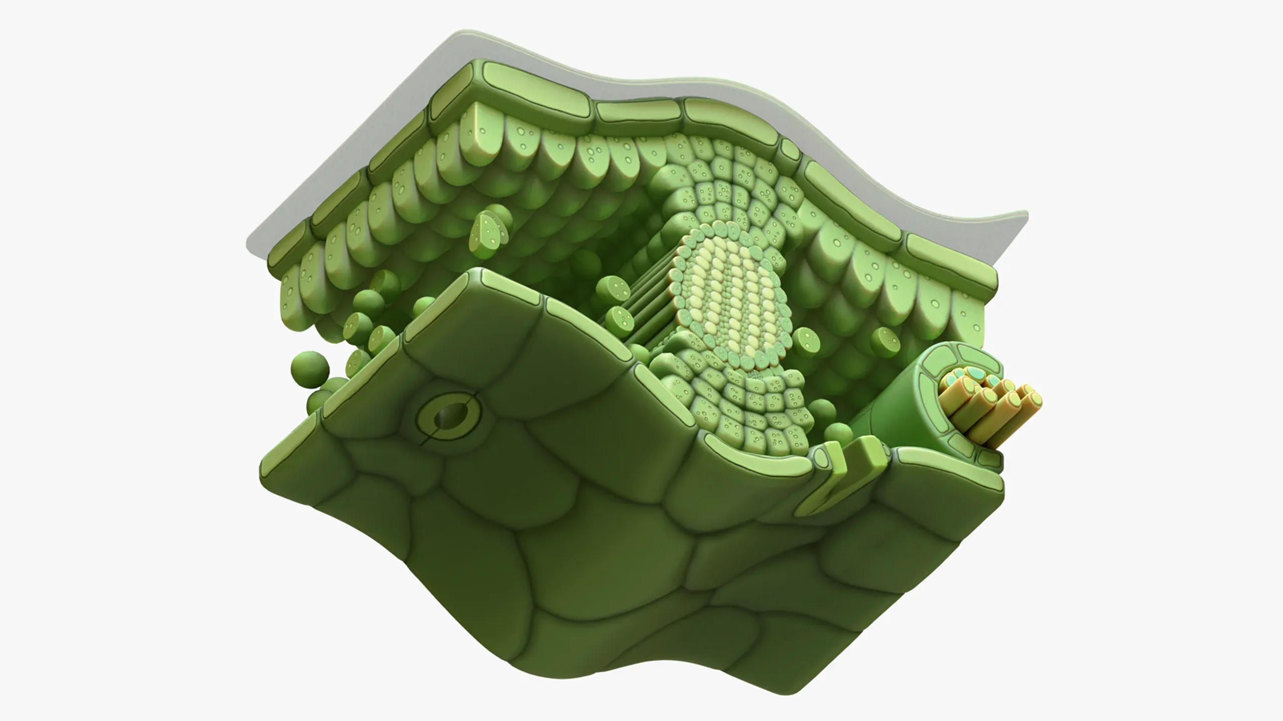 3D model Leaf Cross Section Anatomy