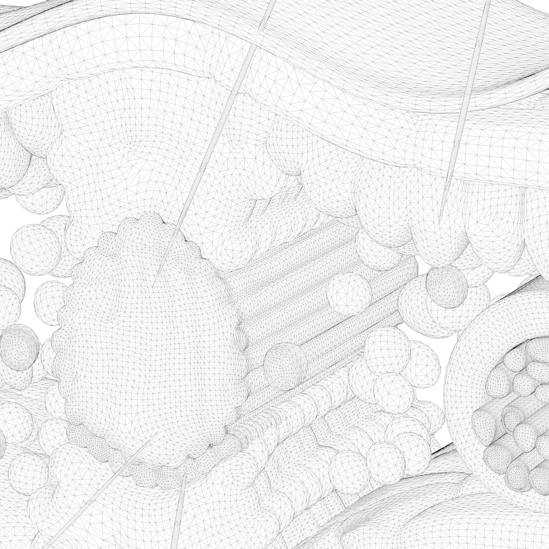 3D model Leaf Cross Section Anatomy