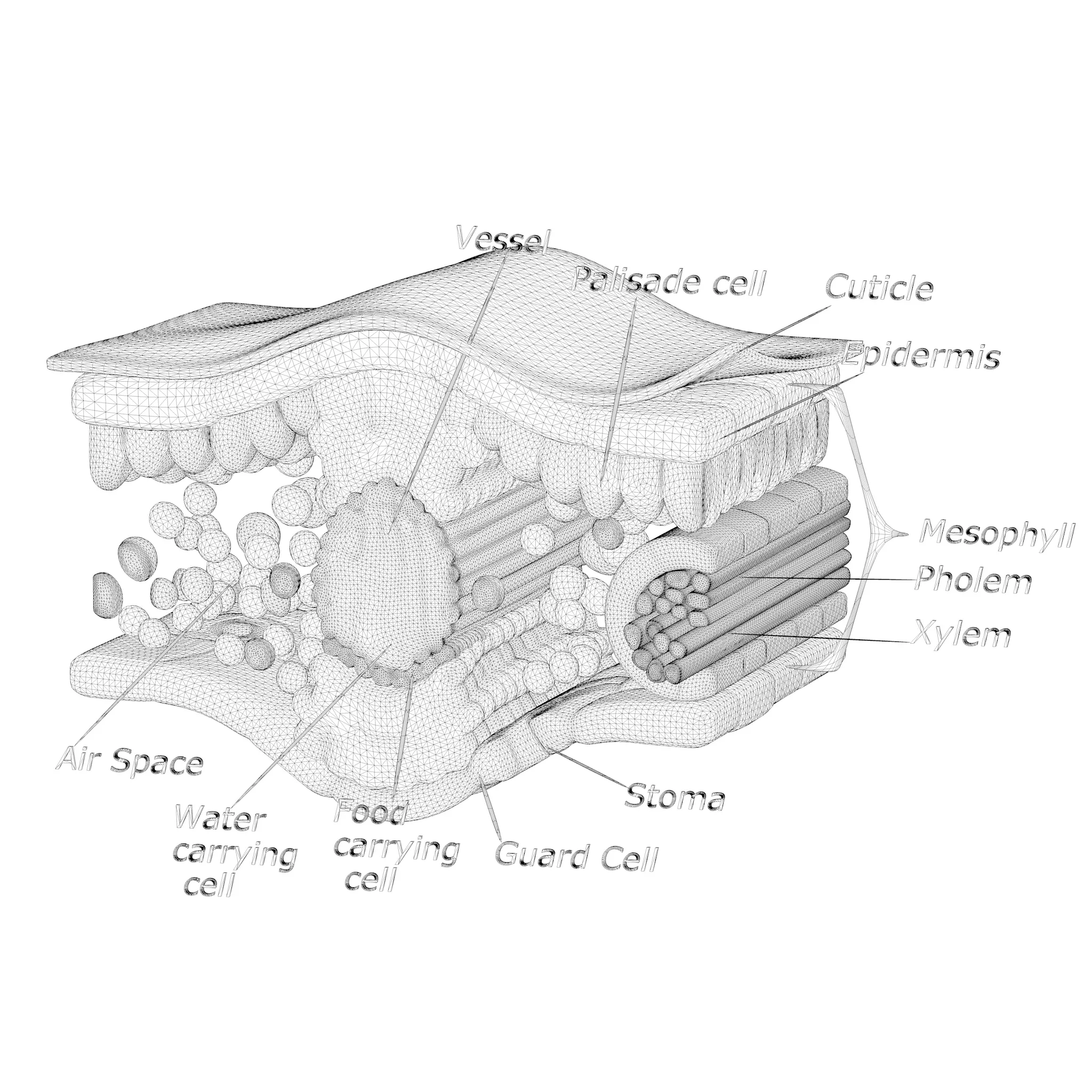 3D model Leaf Cross Section Anatomy