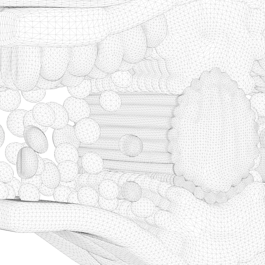 3D model Leaf Cross Section Anatomy