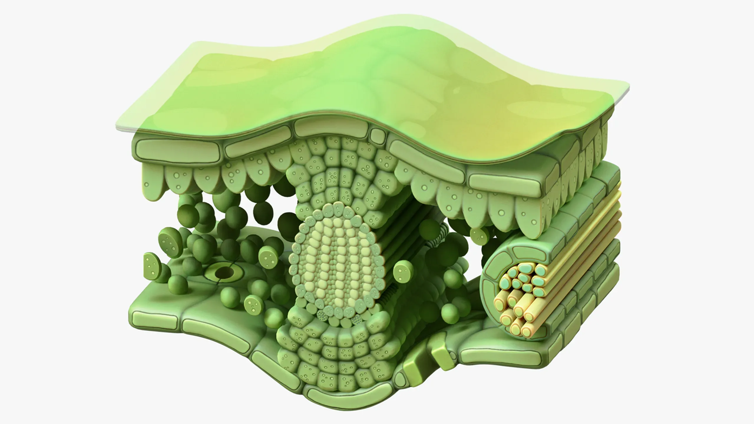 3D model Leaf Cross Section Anatomy