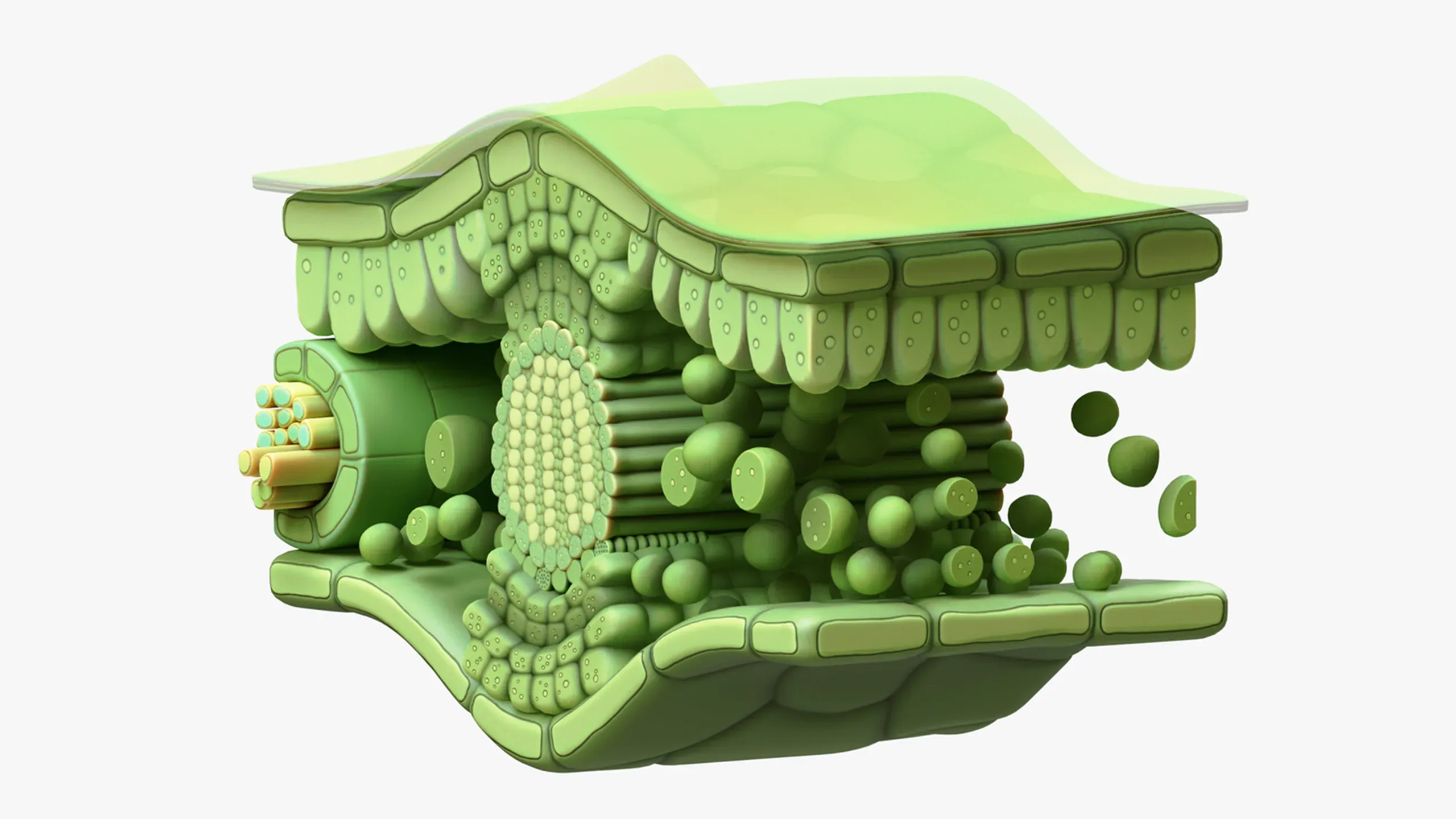 3D model Leaf Cross Section Anatomy