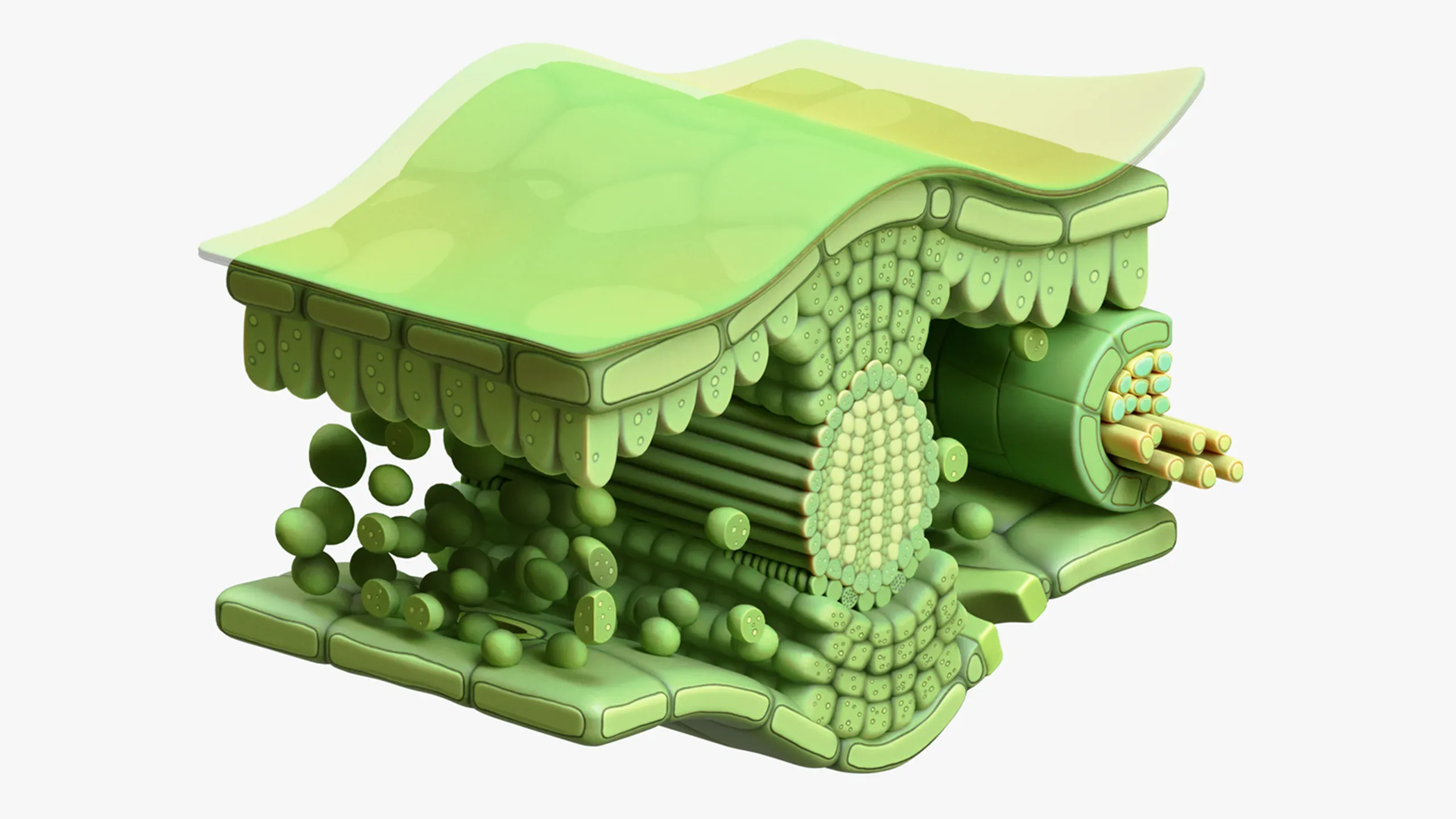 3D model Leaf Cross Section Anatomy