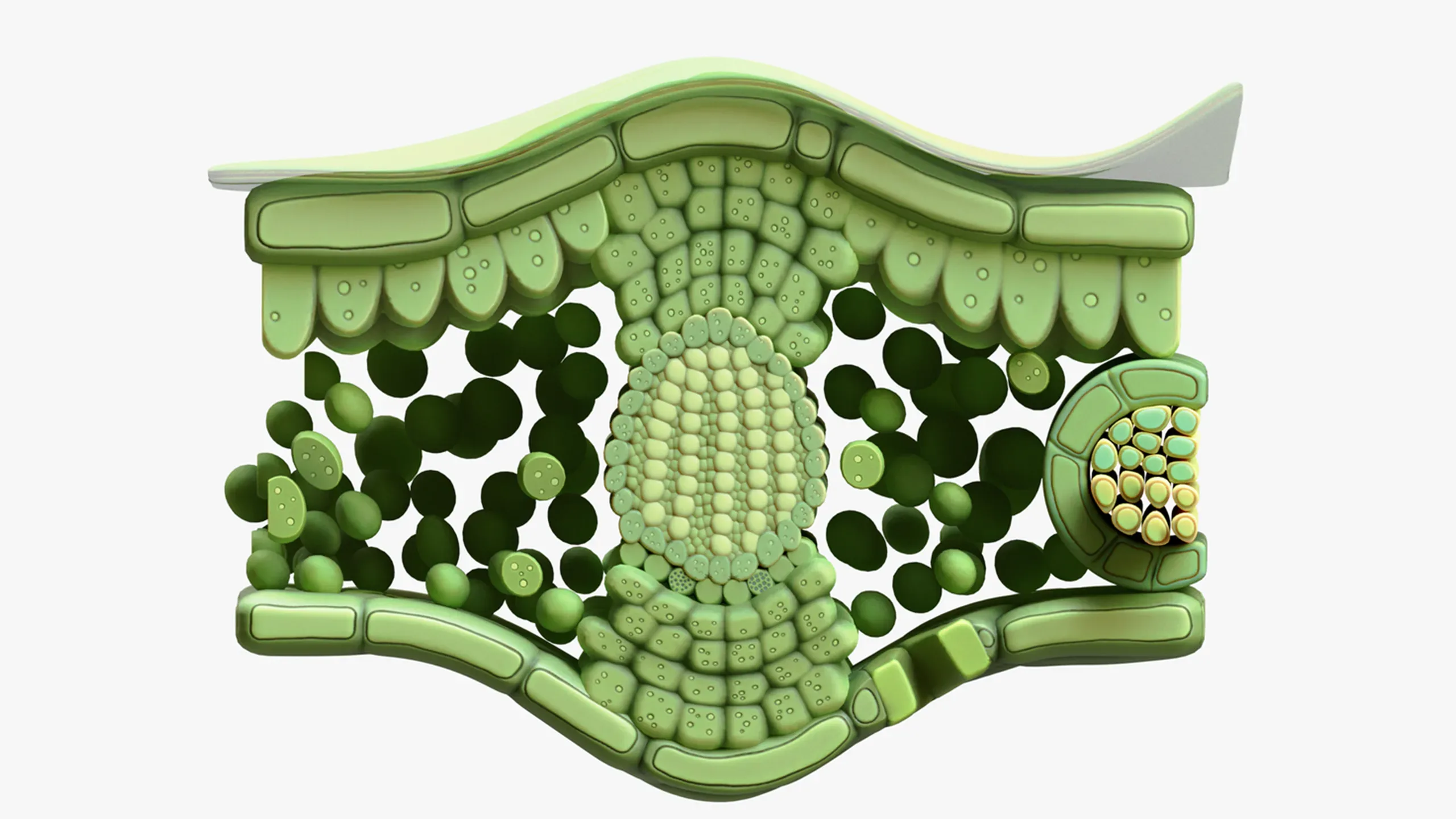 3D model Leaf Cross Section Anatomy