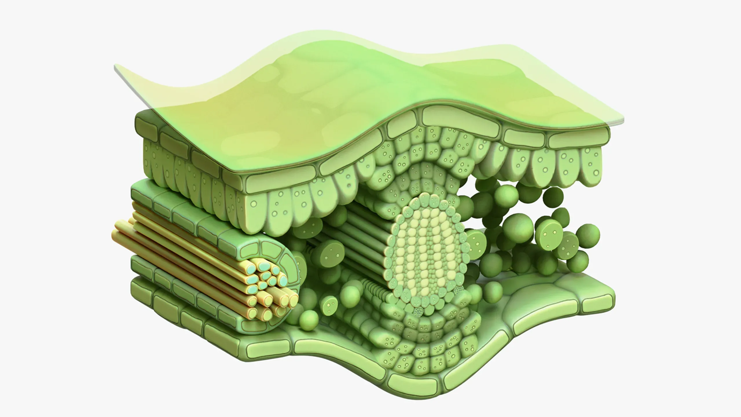 3D model Leaf Cross Section Anatomy