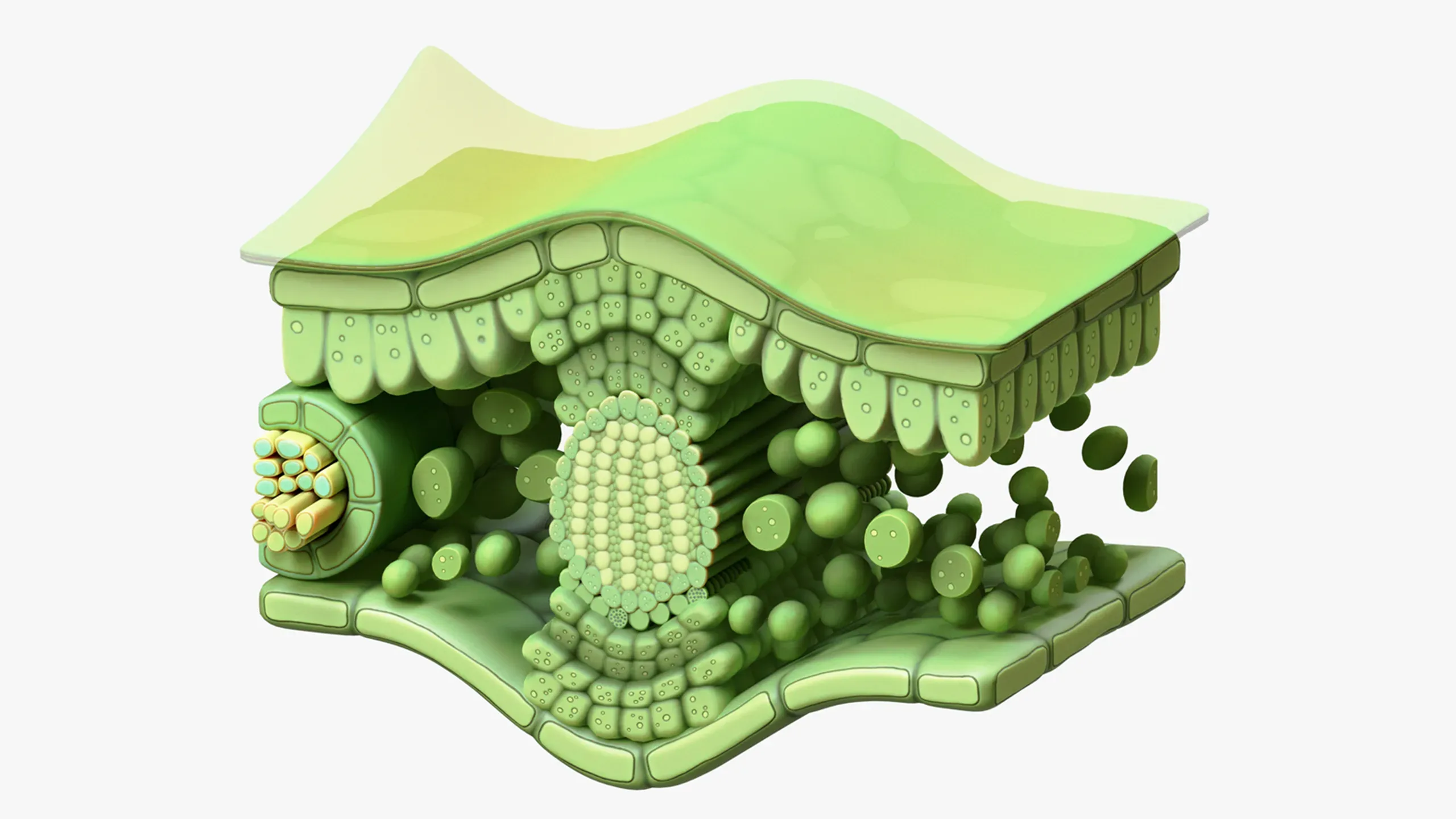 3D model Leaf Cross Section Anatomy