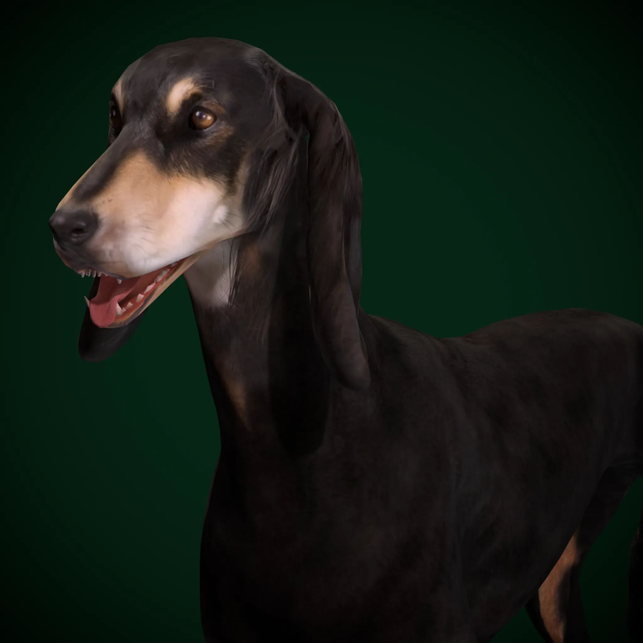 Saluki Dog Breed