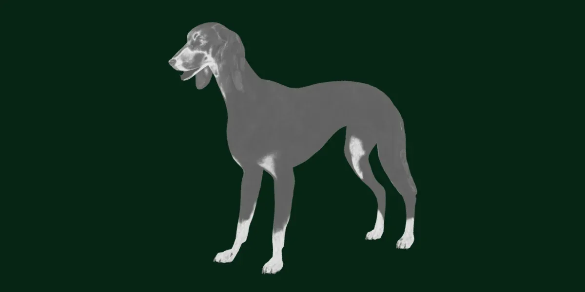 Saluki Dog Breed