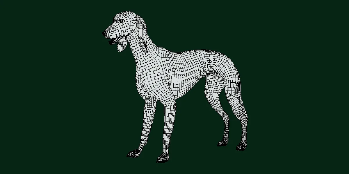Saluki Dog Breed
