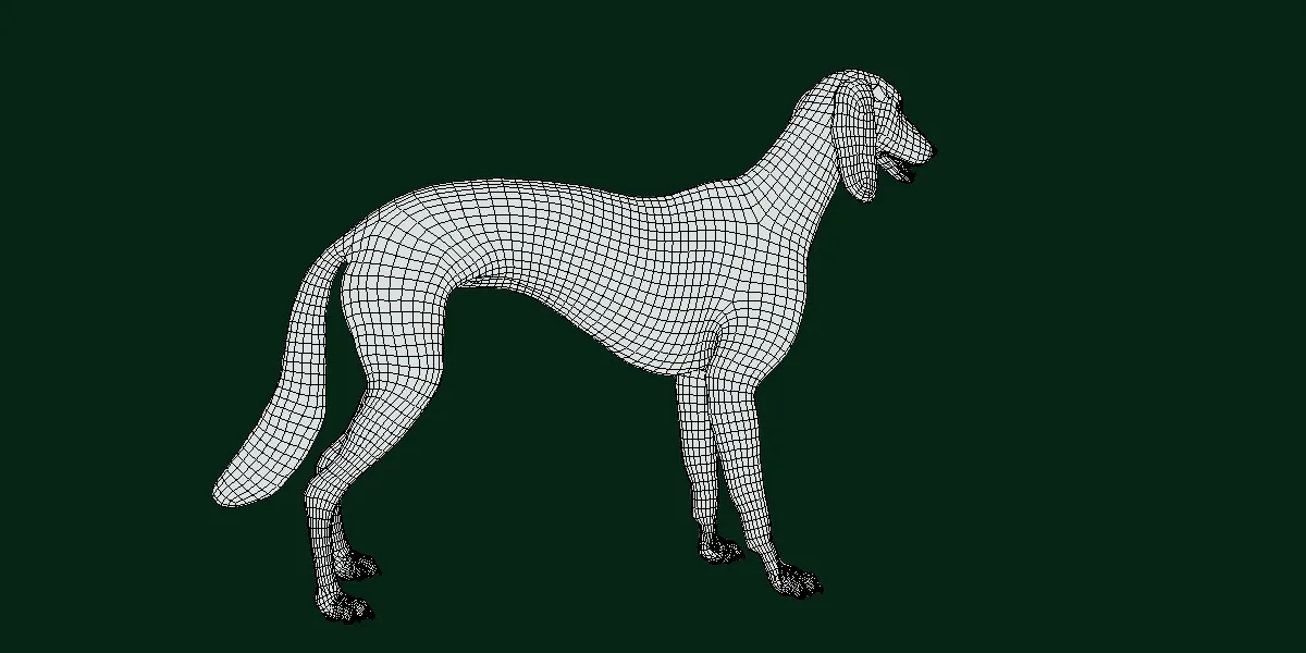 Saluki Dog Breed