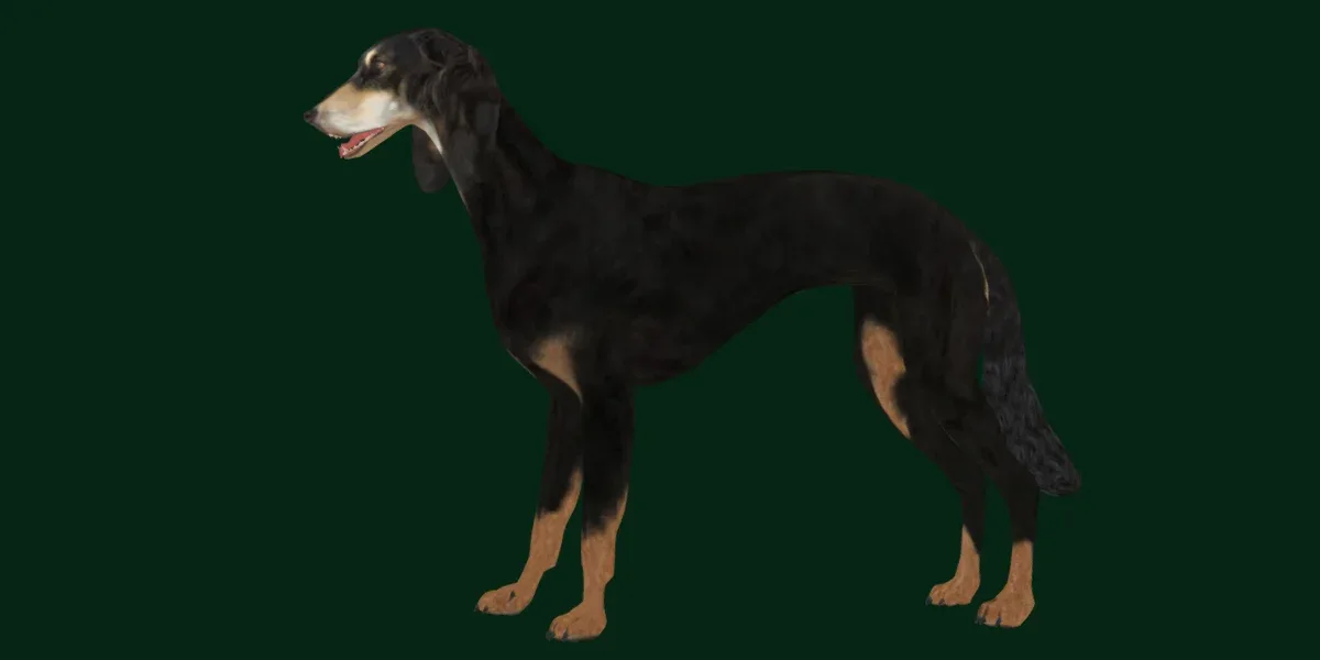 Saluki Dog Breed