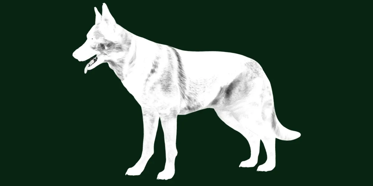 German Shepherd Dog Breed - FlippedNormals