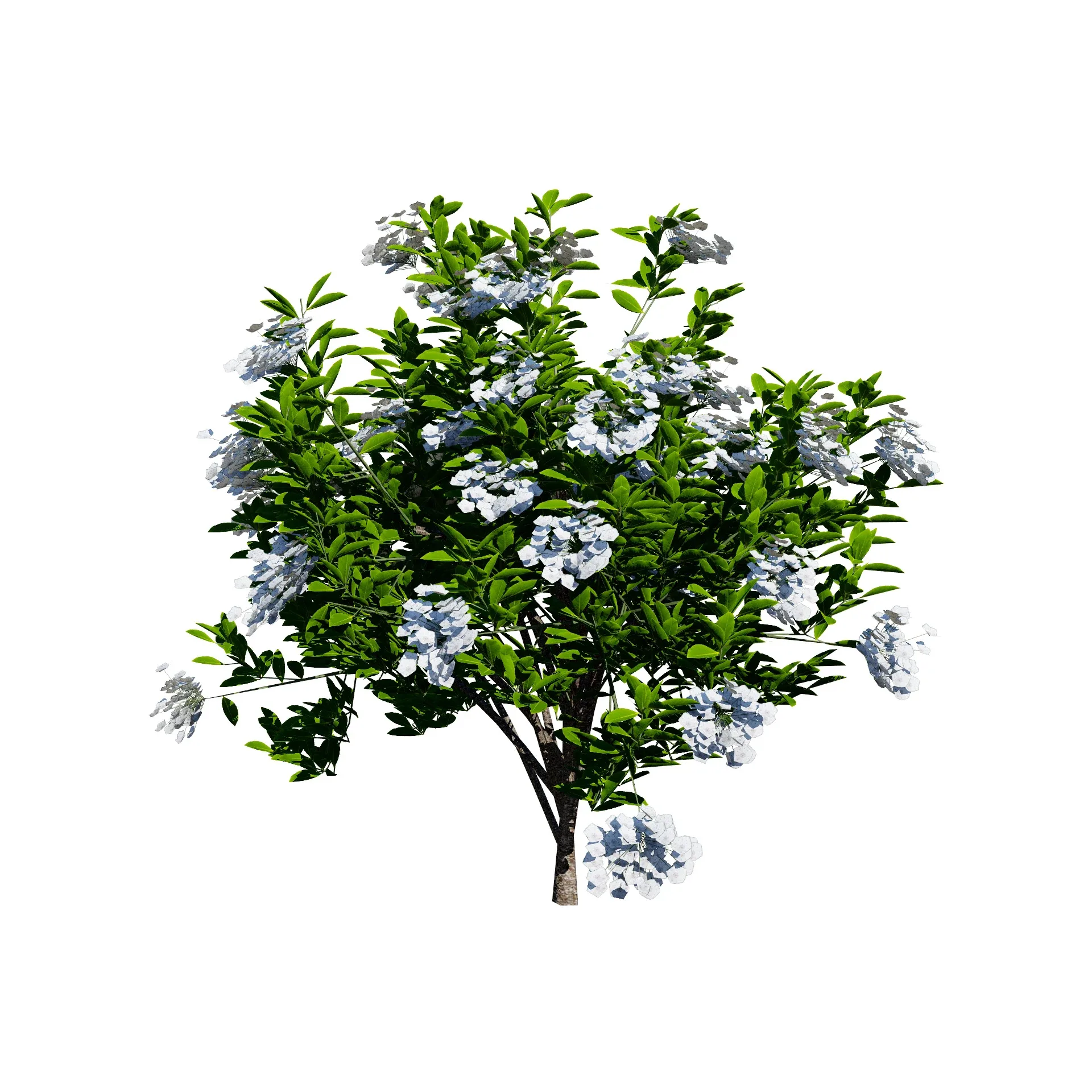 Low poly Broadleaf Laurel