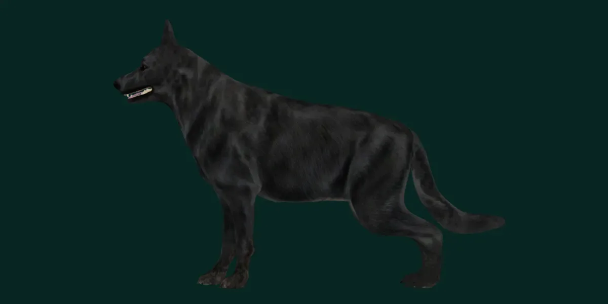 Black German Shepherd Dog Breed