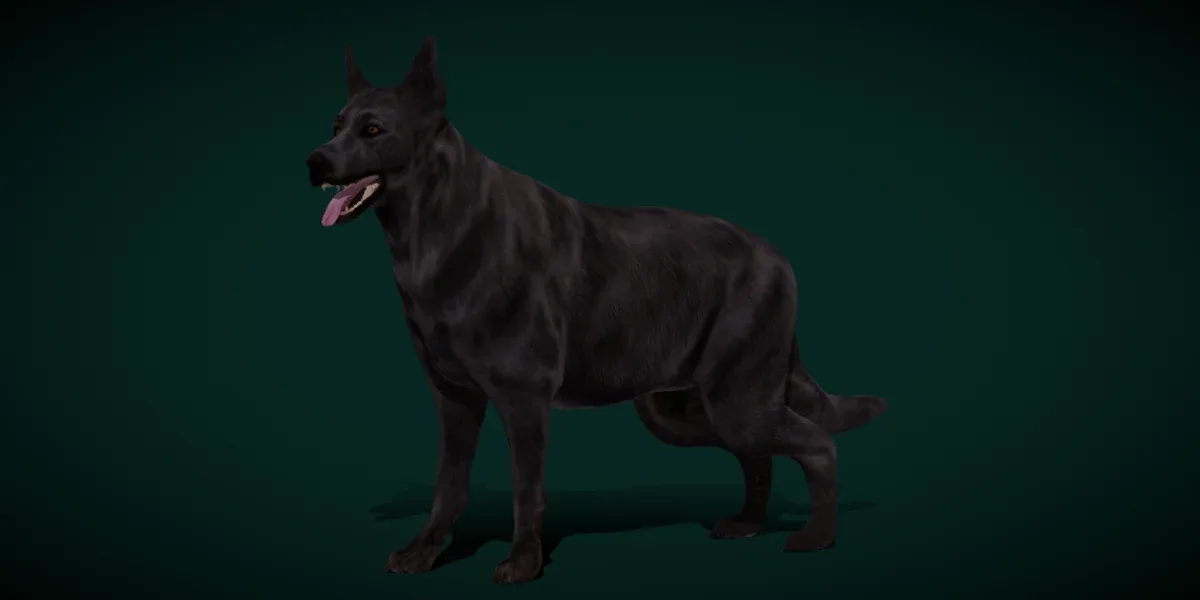 Black German Shepherd Dog Breed