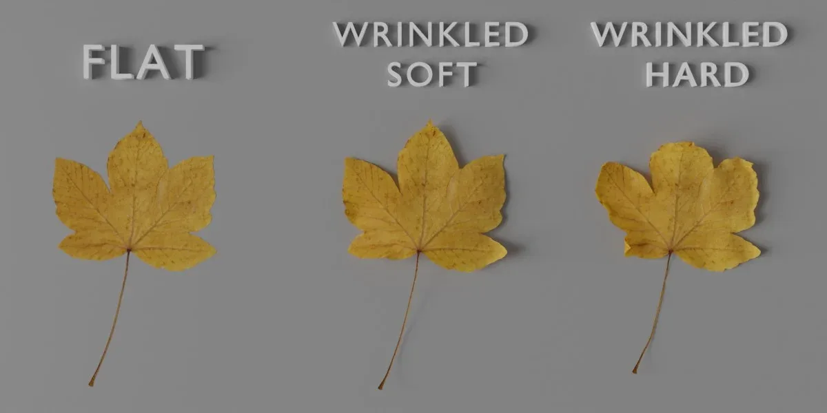 Photorealistic Wrinkled Autumn Leaves