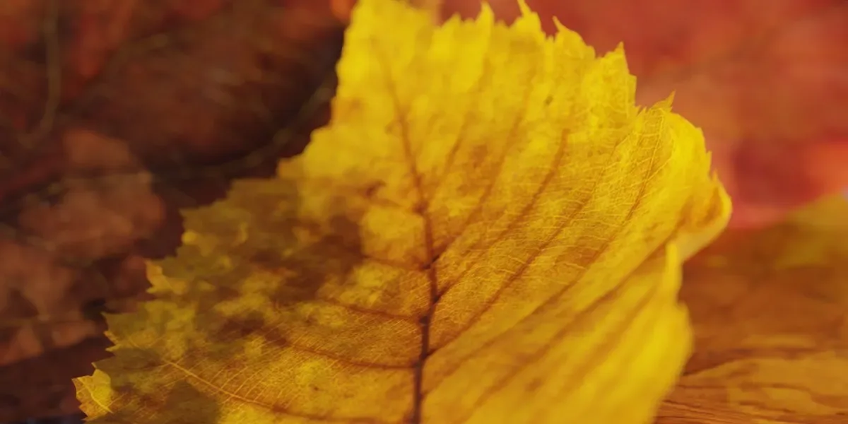 Photorealistic Wrinkled Autumn Leaves