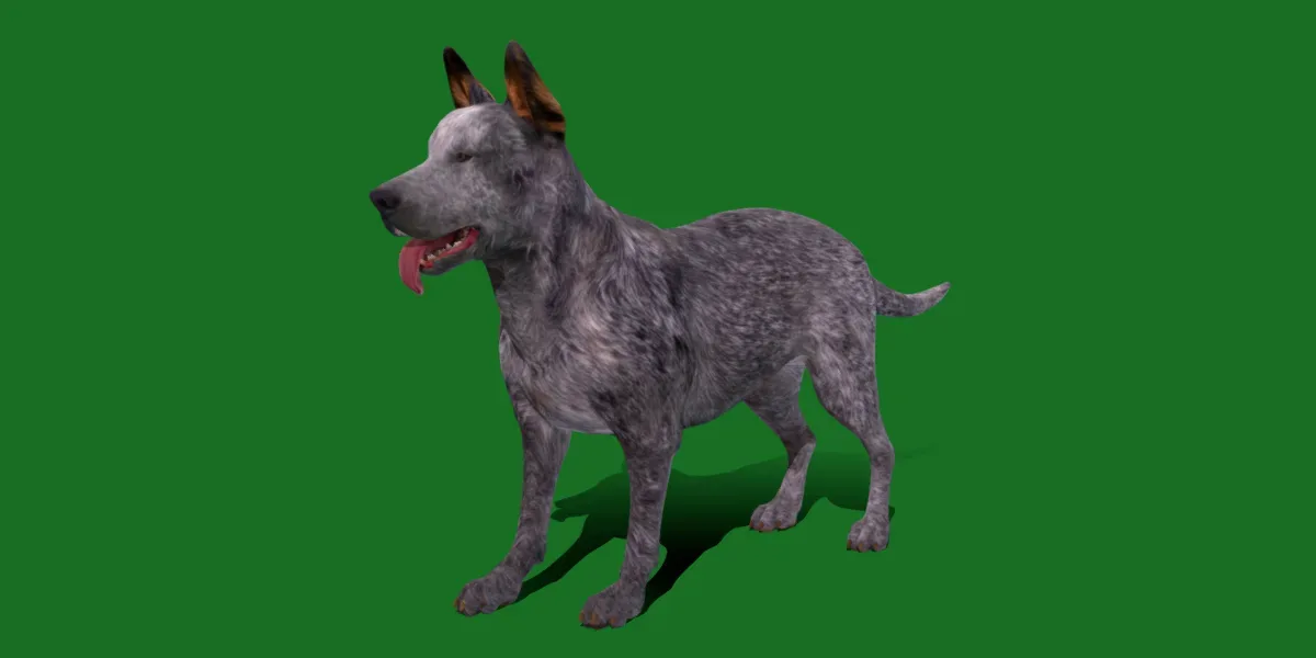 Australian Cattle Dog Breed