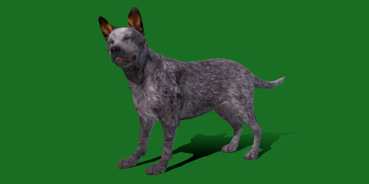 Australian Cattle Dog Breed