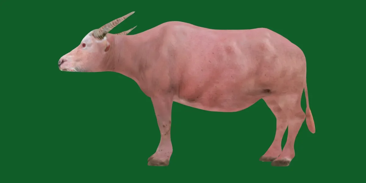 White Albino Asian Water Buffalo