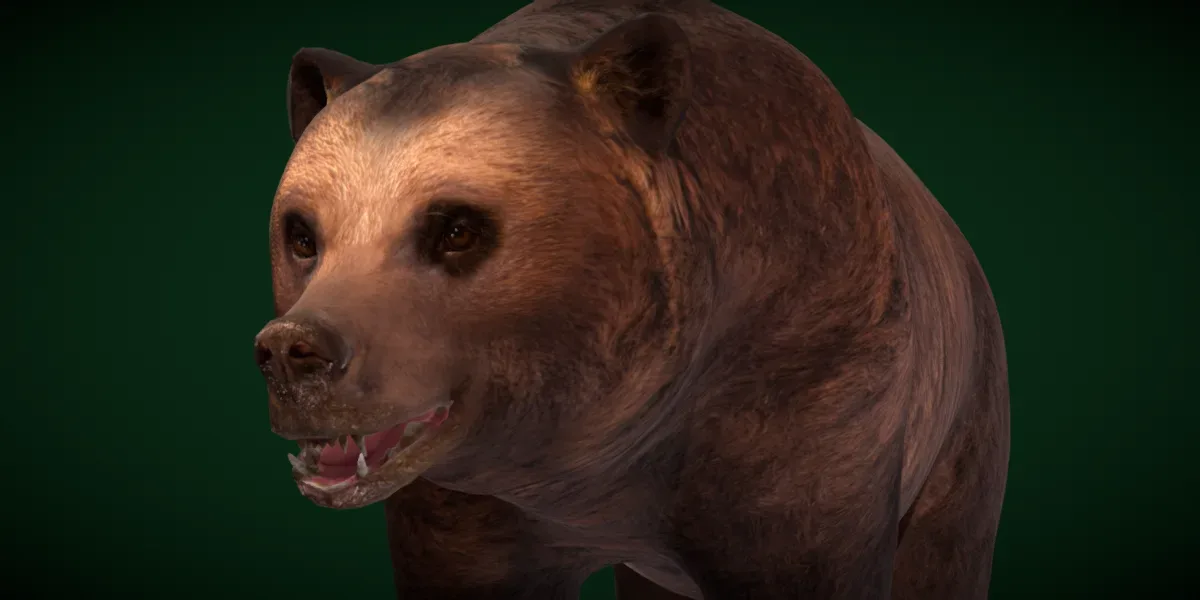 North American Brown Bear