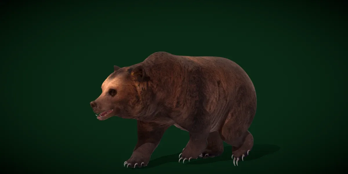 North American Brown Bear