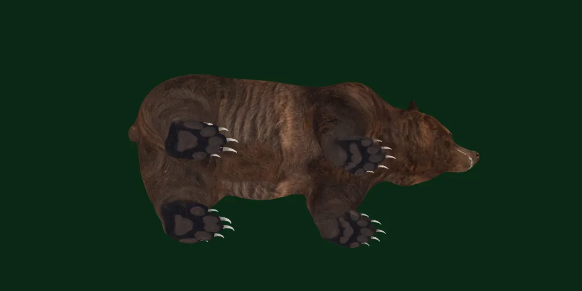 North American Brown Bear