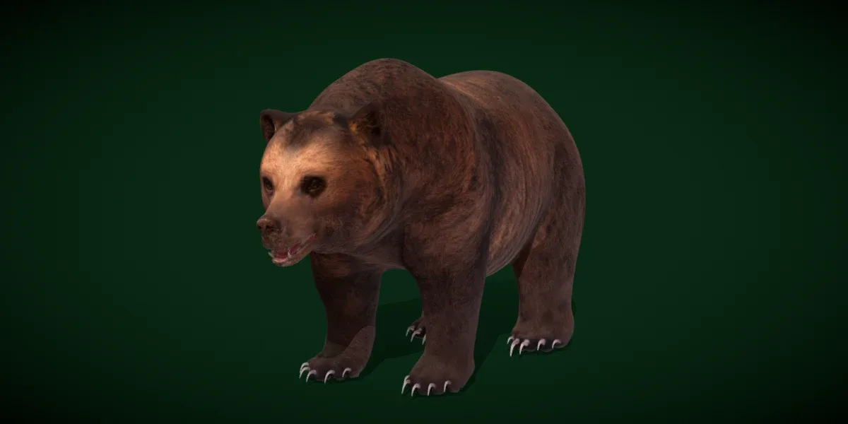 North American Brown Bear