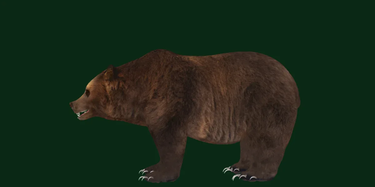 North American Brown Bear
