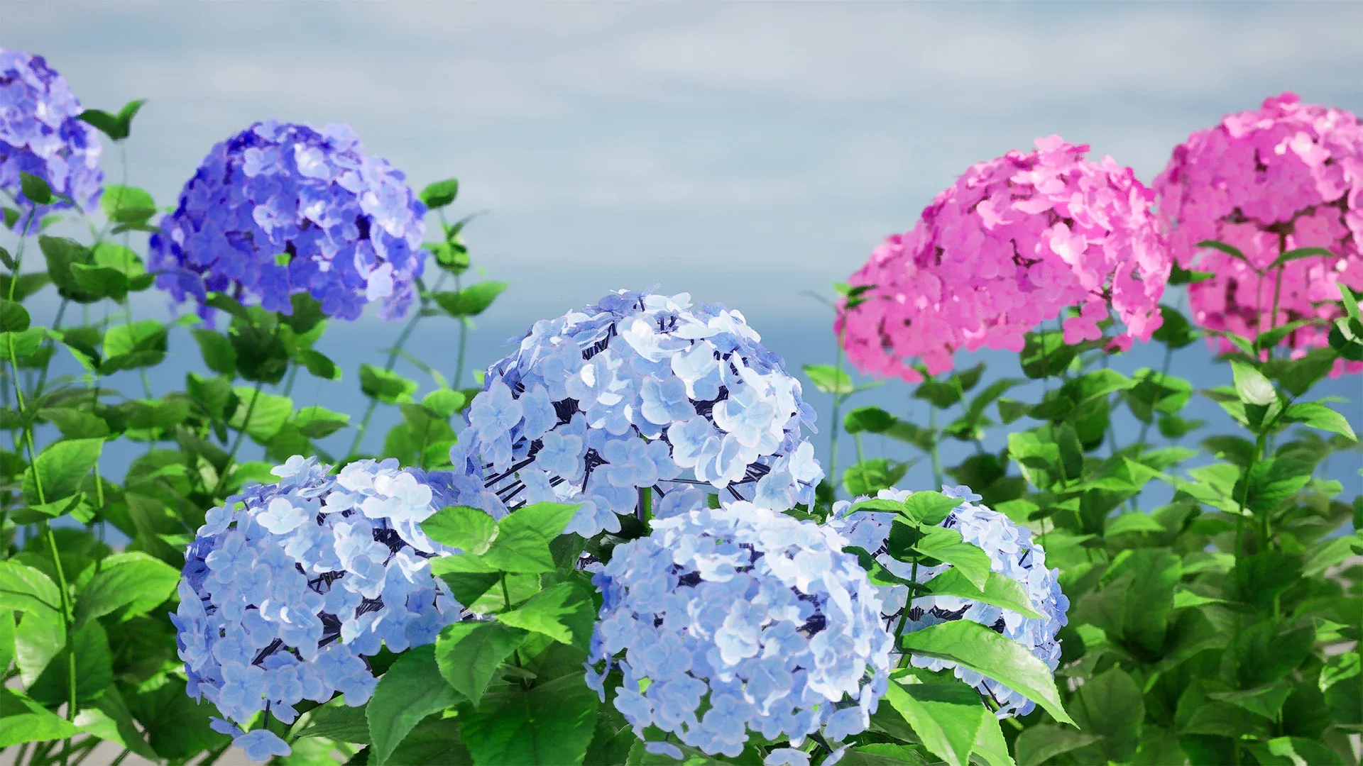 Big Daddy Hydrangea flower shrub with free tutorial