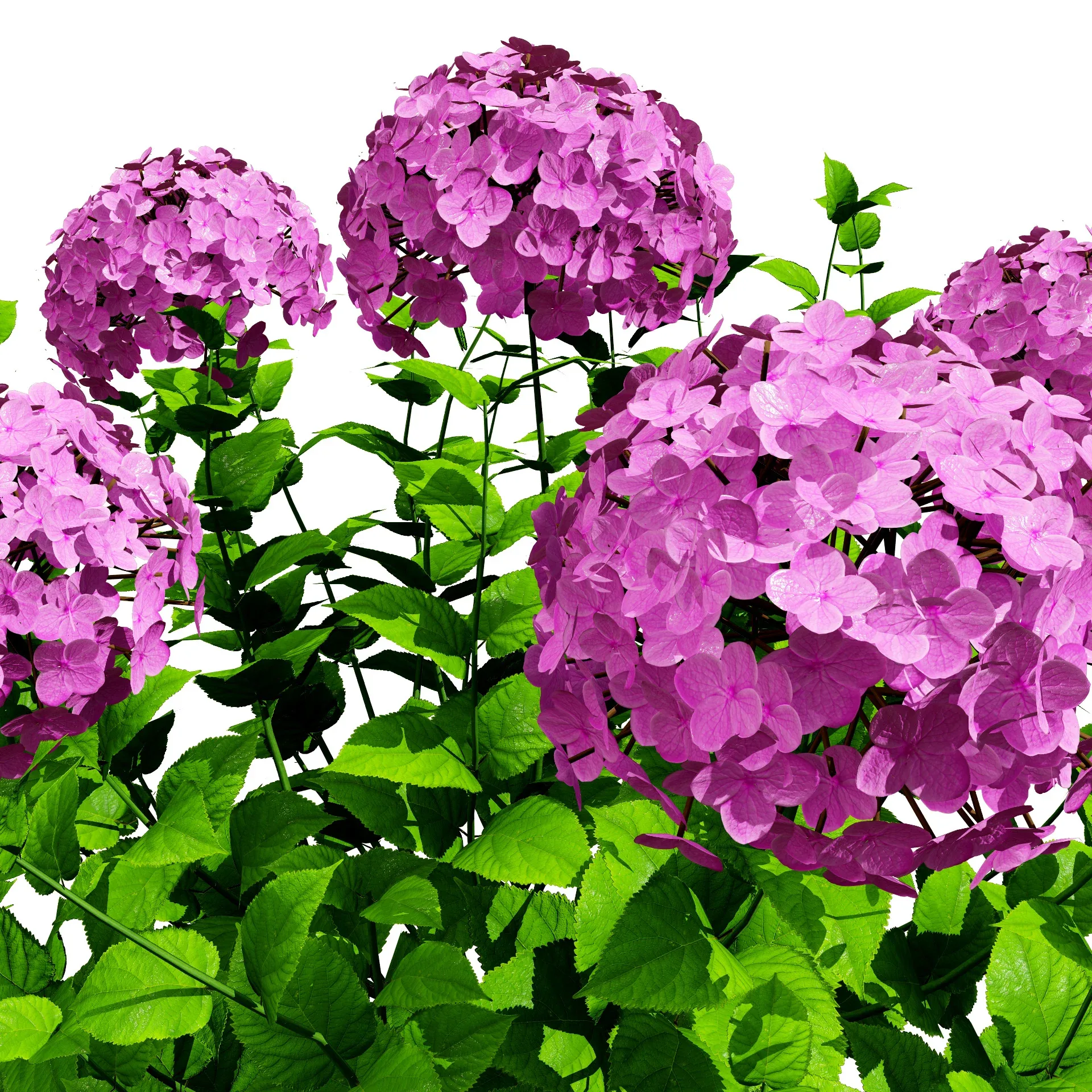 Big Daddy Hydrangea flower shrub with free tutorial