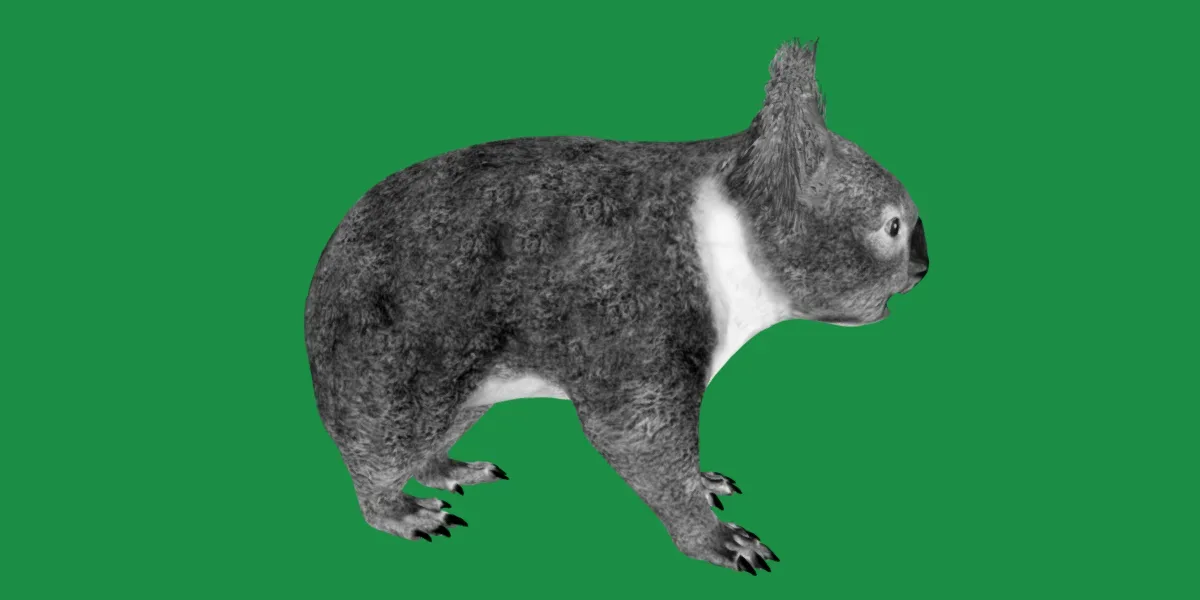 Koala Bear Mammal