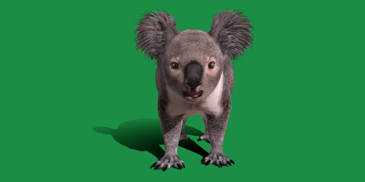 Koala Bear Mammal
