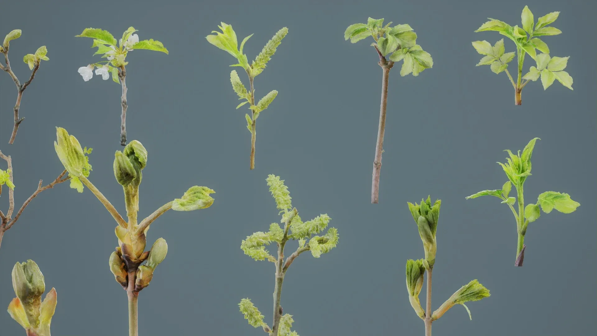 25 Spring Sprouts