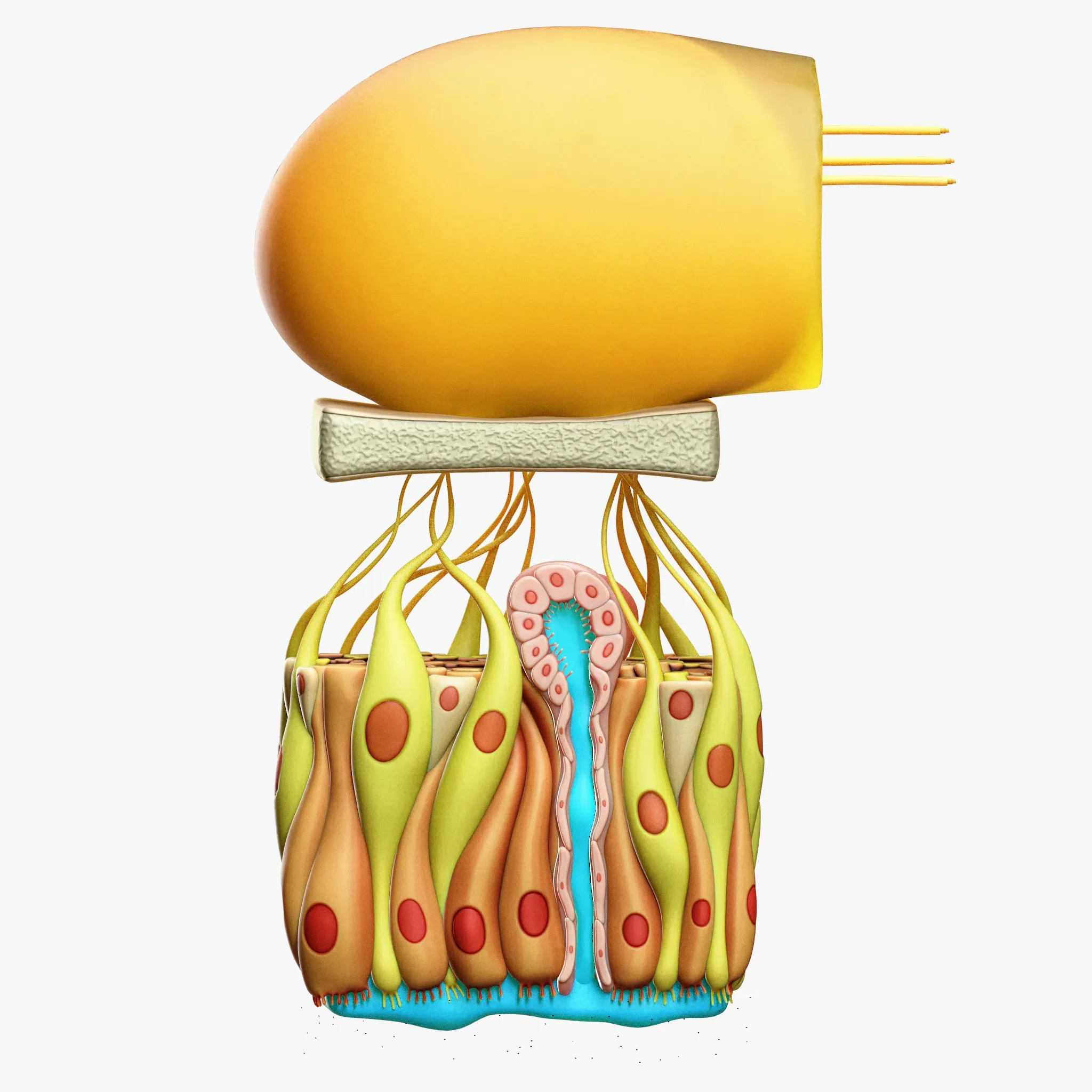 Olfactory Epithelium Microscopic Anatomy