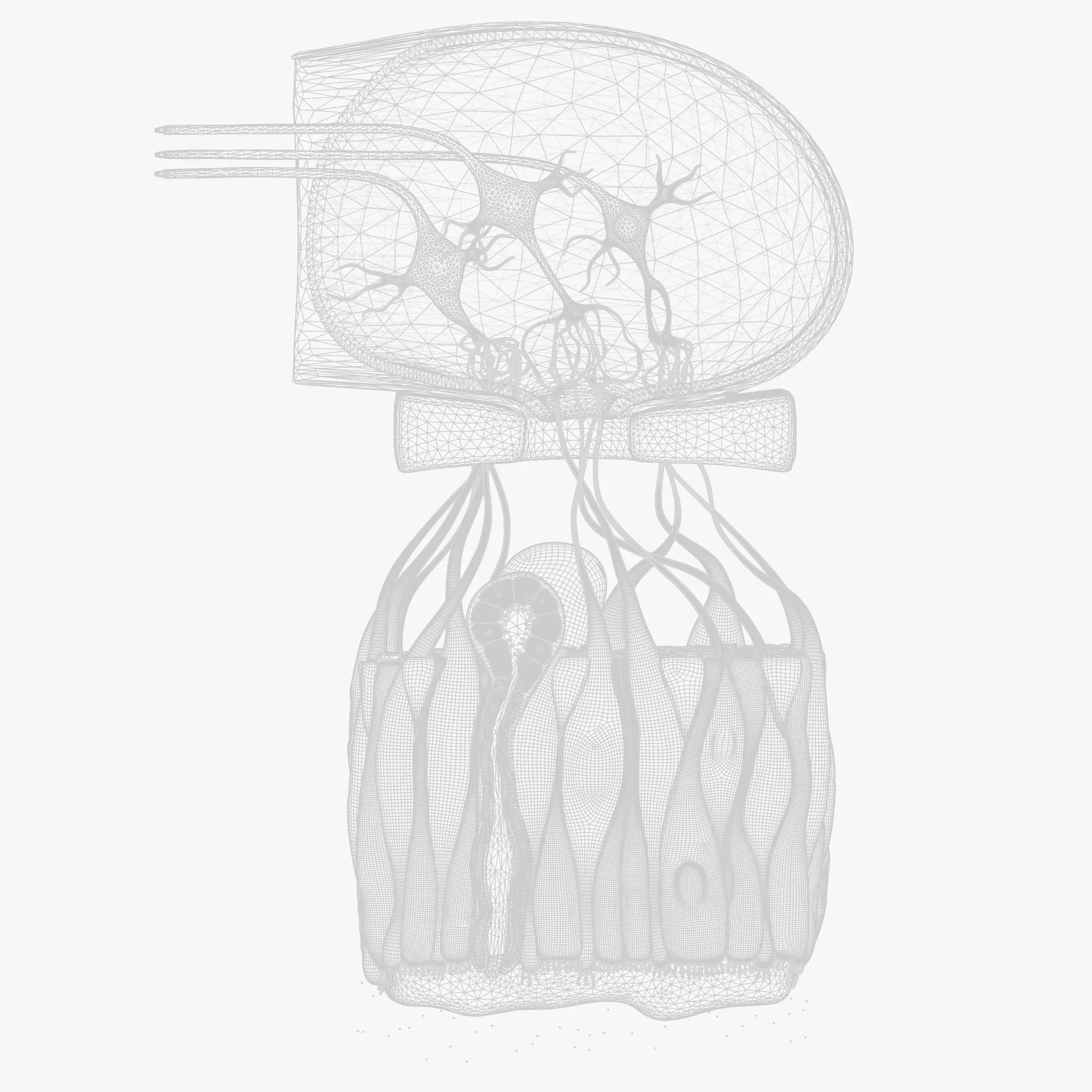 Olfactory Epithelium Microscopic Anatomy