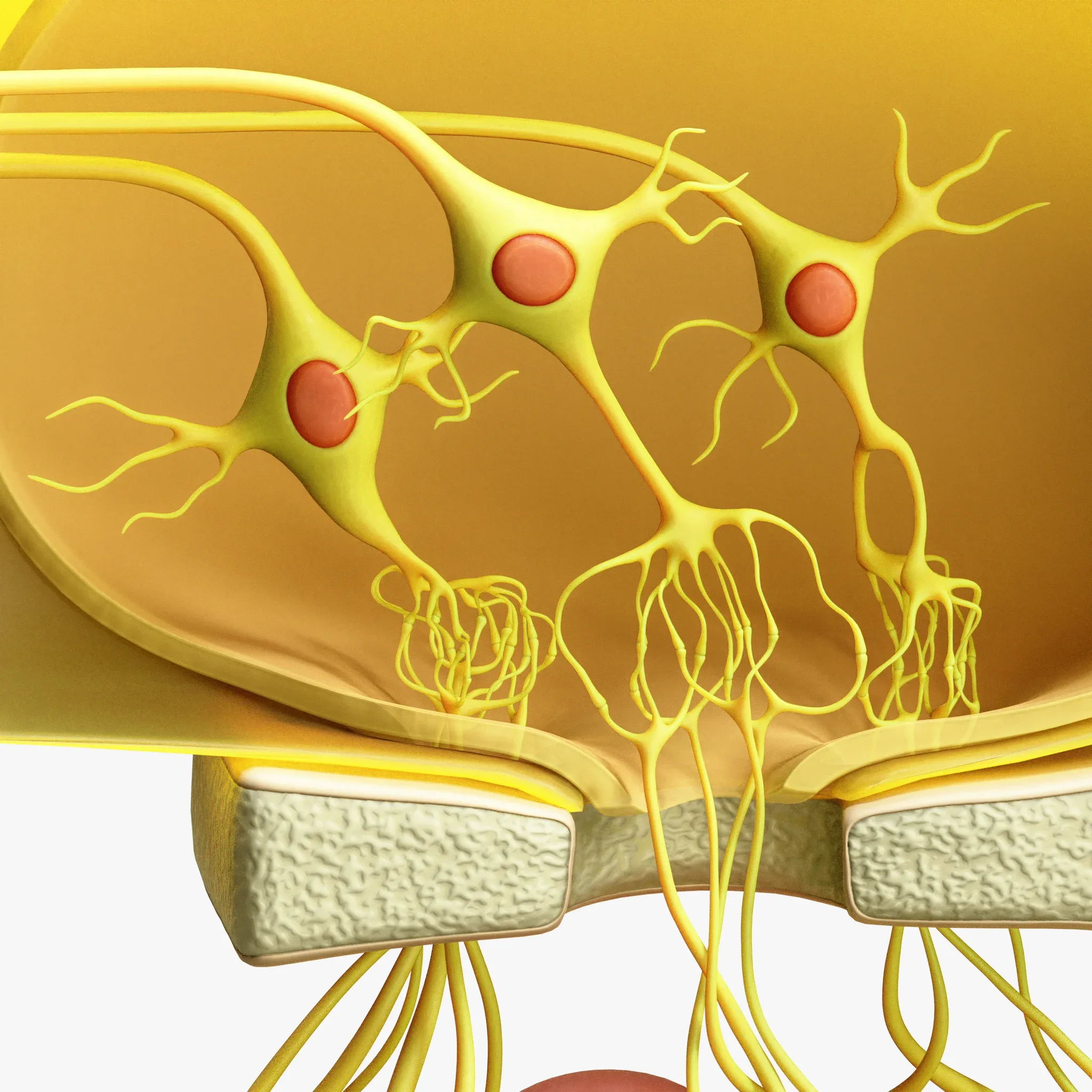 Olfactory Epithelium Microscopic Anatomy