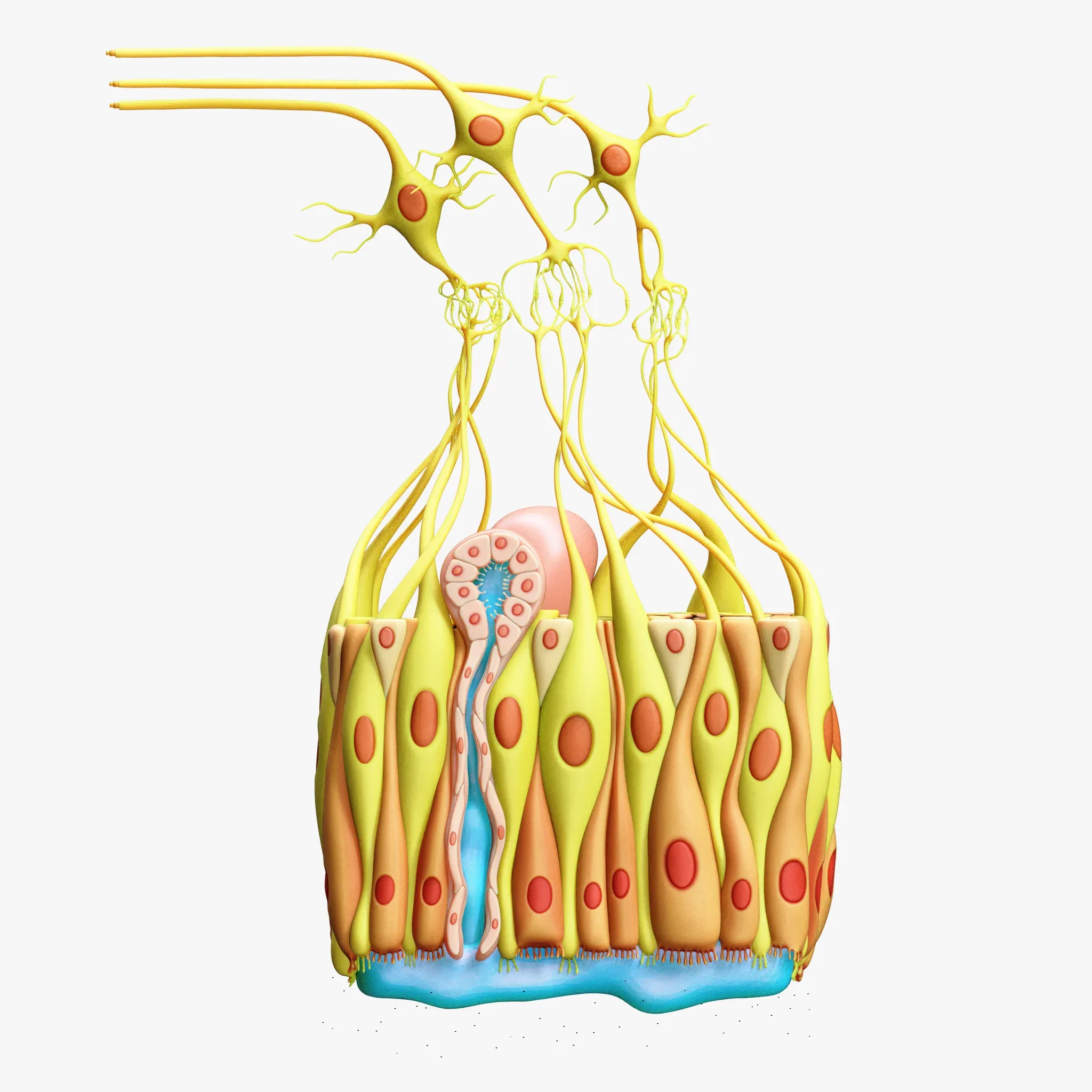 Olfactory Epithelium Microscopic Anatomy