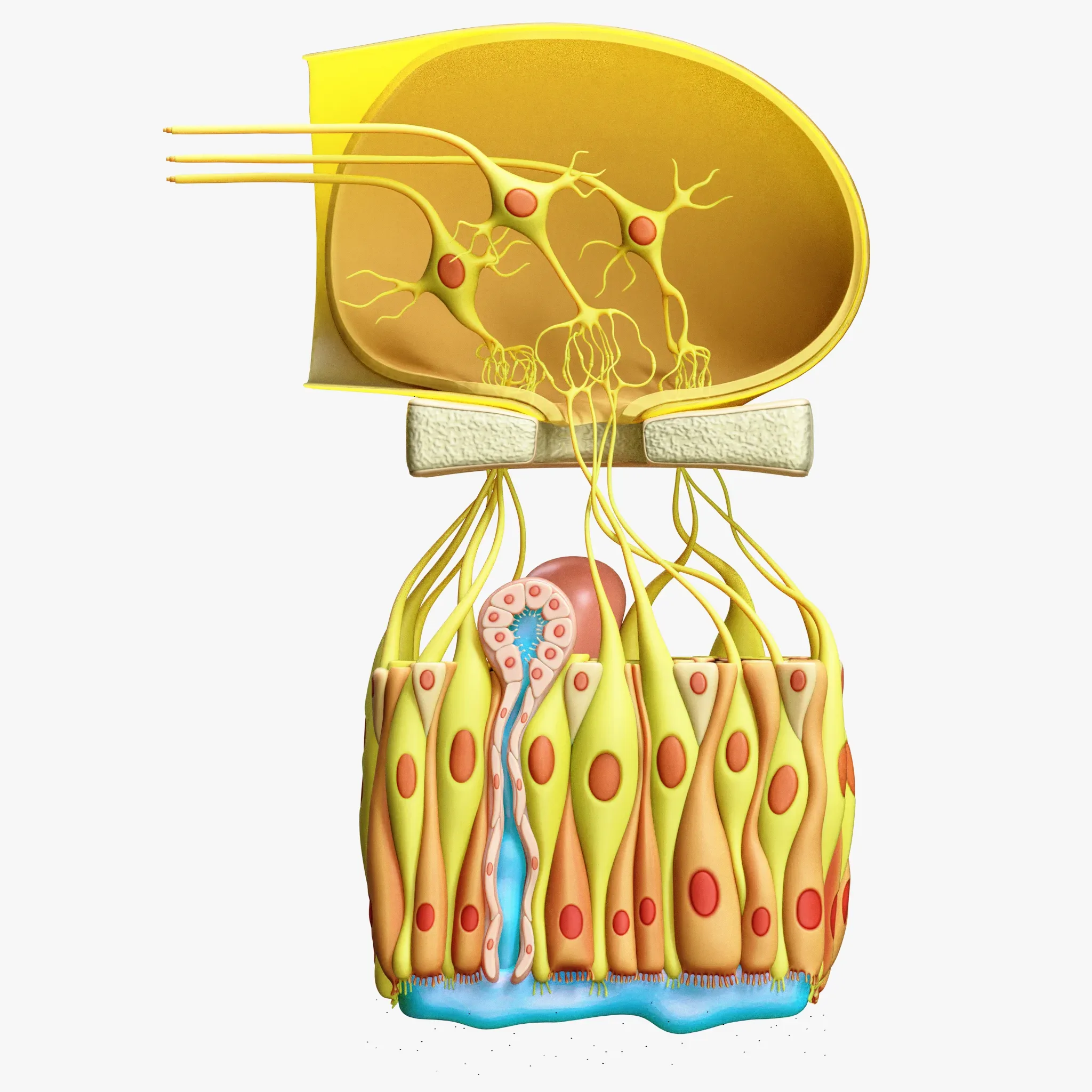 Olfactory Epithelium Microscopic Anatomy