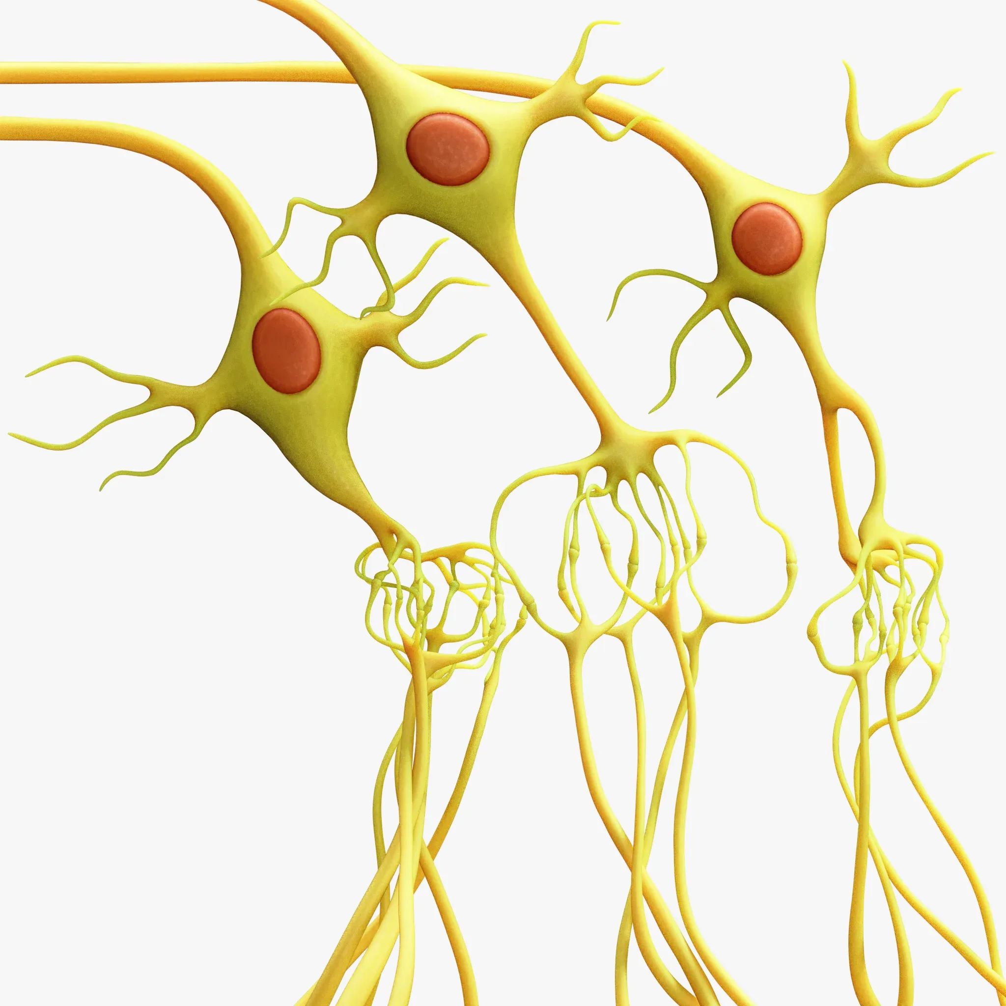 Olfactory Epithelium Microscopic Anatomy